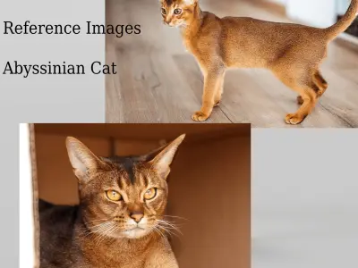 Abyssinian Cat 3D model