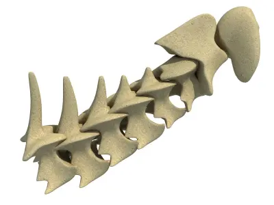3D Animal Vertebrae 1 3D model