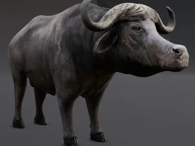 Buffalo 3D model  Low-poly 3D model