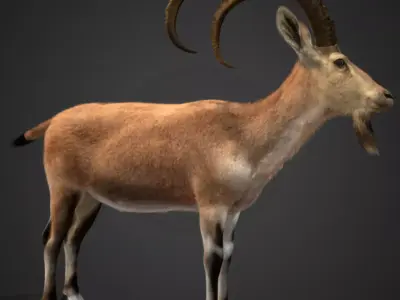 Nubian Ibex - Goat Animated 3D model