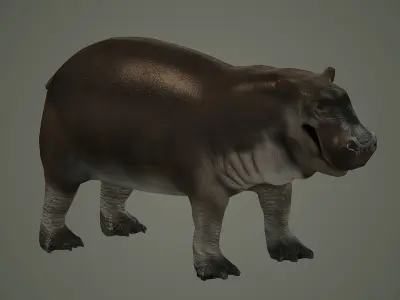 animal hippo baby cute small  wildlife hippopotamus africa  3D model
