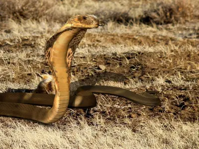 King Cobra Snake - Rigged Low-poly 3D model