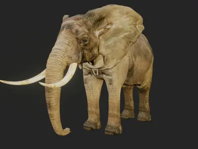 wild nature 3d lowpoly animal Low-poly 3D model