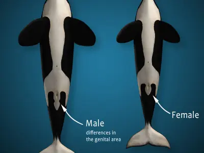 Orca Family - Killer Whales 3D model