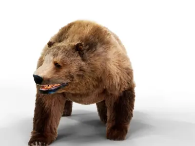 Brown Bear Fur Animated  Low-poly 3D model