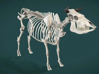 Cow Skeleton Low-poly 3D model