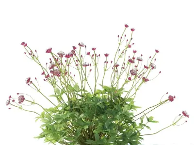 Astrantia major ruby cloud 3D model