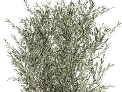 Decorative olive tree  in flowerpots 646 3D model