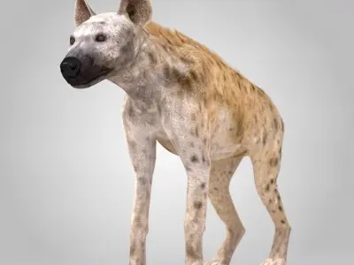 Spotted Hyena Low-poly 3D model