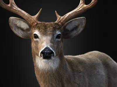 Deer 2025 static version XGEN CORE 3D model