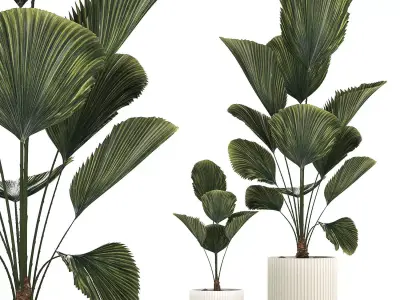 Beautiful licuala palm tree in flower pots for decoration 1270 3D model