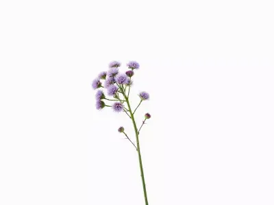 Purple Thistle model pack Low-poly 3D model