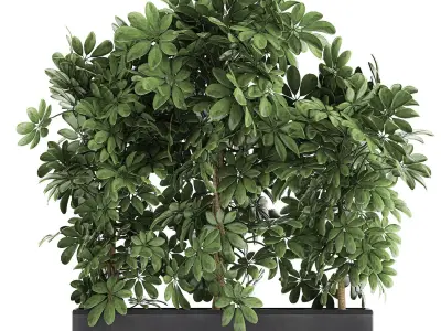 Decorative Schefflera in flowerpots 762 3D model