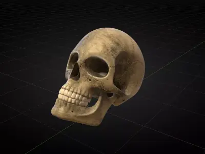 Human Skull 2025 3D model