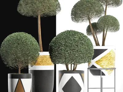 Plants Collection 195 Ligustrum 3D model