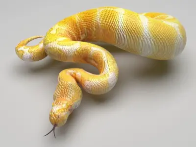 Albino Ball Python Snake 3D model