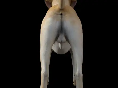 Labrador Dog Low-poly 3D model purchase