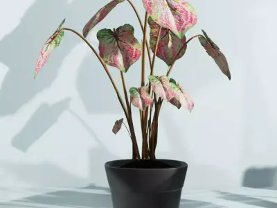 Indoor plants caladium Low-poly 3D model