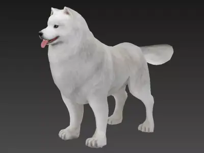 Samoyed  dog Low-poly 3D model