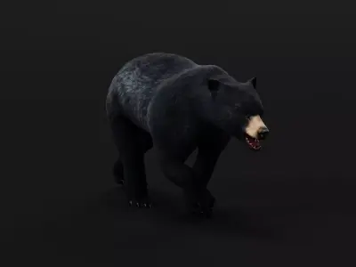 American Black Bear Low-poly 3D model
