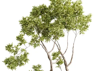 Tree Plants in a old wooden Pot - Indoor Plant set 673 3D model