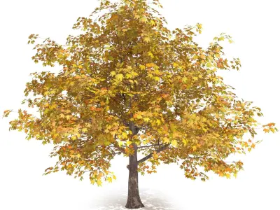Maple Autumn yellow 3D model