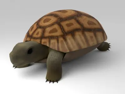 Land Turtle Low-poly 3D model
