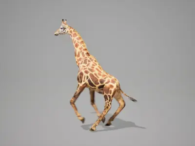 Giraffe Animated UNREAL project  Maya base rig 3D model