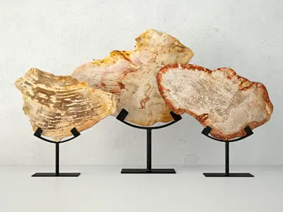 Petrified Wood Slices On Stand 3 3D model