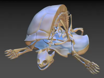 Turtle Skeleton 3D model 3D model