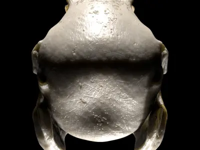Rabbit Skull Low-poly 3D model
