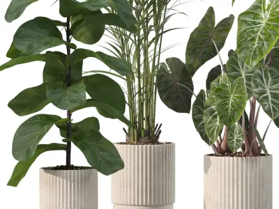 Plants collection 202 - ficus palm alocasia monstera lyrata 3D model