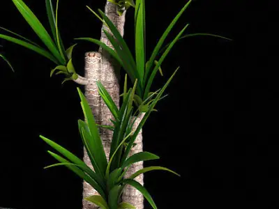 Plant 1 two plants in wooden boxes 3D model