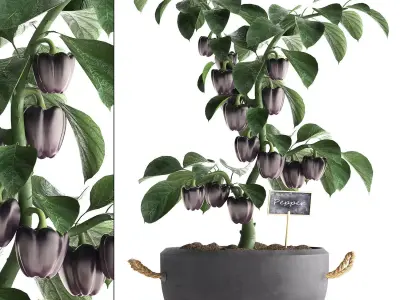 decorative pepper 389 3D model