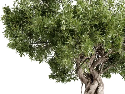Bonsai Tree plants in a stand pot - Indoor Plant 697 3D model