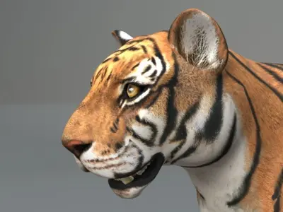 Muscle Rigged Tiger  3D model