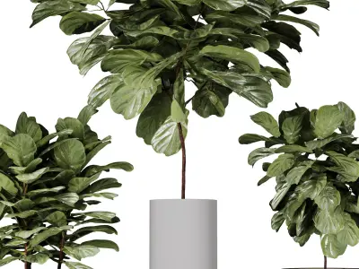 Ficus Indoor Plant in modern pot vol 01 3D model