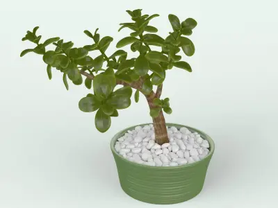 Jade Plant in Pot 3D model