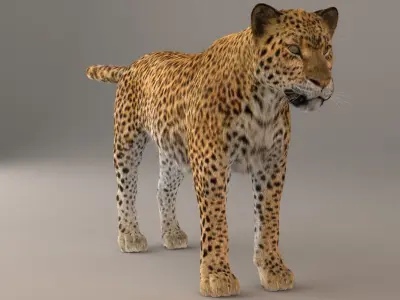 Leopard Fur model 3D model
