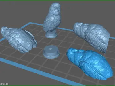 Budgerigar bust 3D print model
