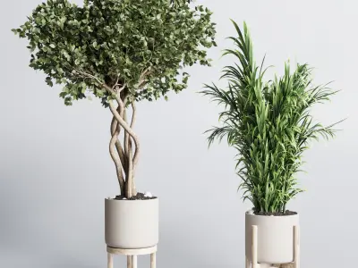 set indoor plant 294 ficus palm ravenala wooden vase Low-poly 3D model