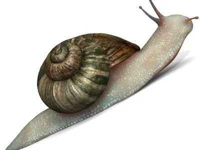 Realistic Snail 3D model