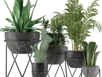 Plants Collection 27 3D model