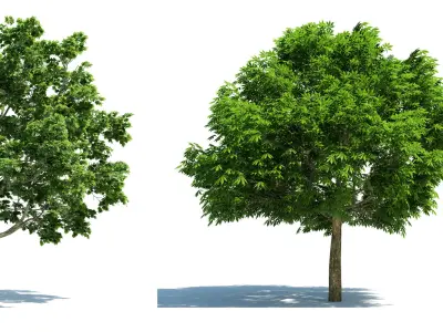 Modern Tree s 3D model