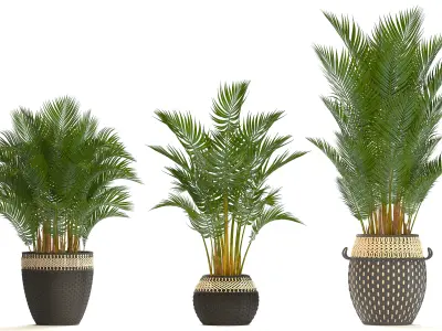 Collection of decorative palms 3D model