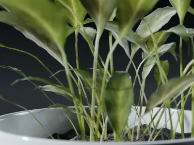 potted plants - pack 3D model