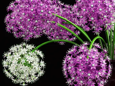 ONION GAINT 3D model