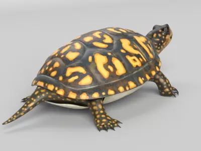 Box Turtle 3D model