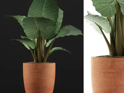 Plants Collection 67 3D model