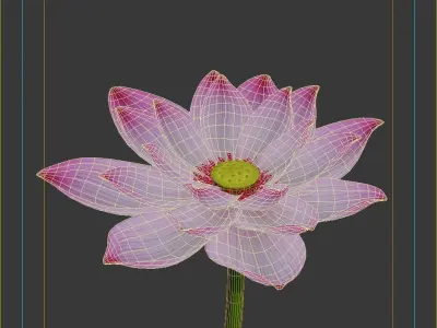  Lotus flower 3D model